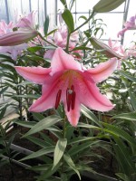 [1800 Lido 2N No01.JPG]